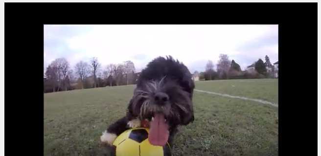 超會踢球的狗 Ronaldog超強盤球技術 | ETtoday運動雲 | ETtoday新聞雲