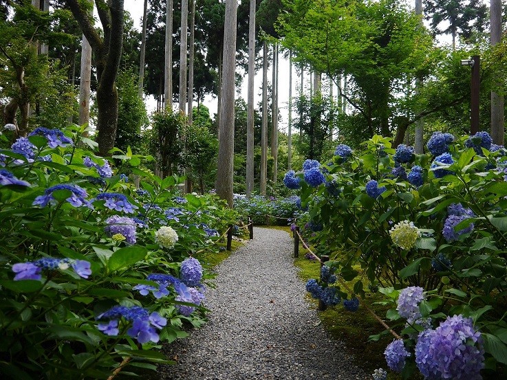 千株以上盛開 京都市6月限定 2處必訪 紫陽花 景點 Ettoday旅遊雲 Ettoday新聞雲