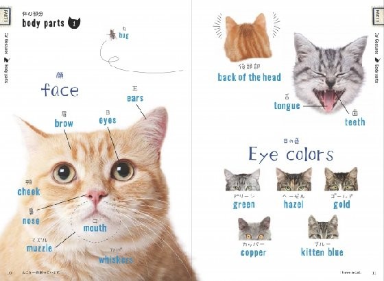 猫奴学英文的法宝就是它!「猫咪的英语单字」