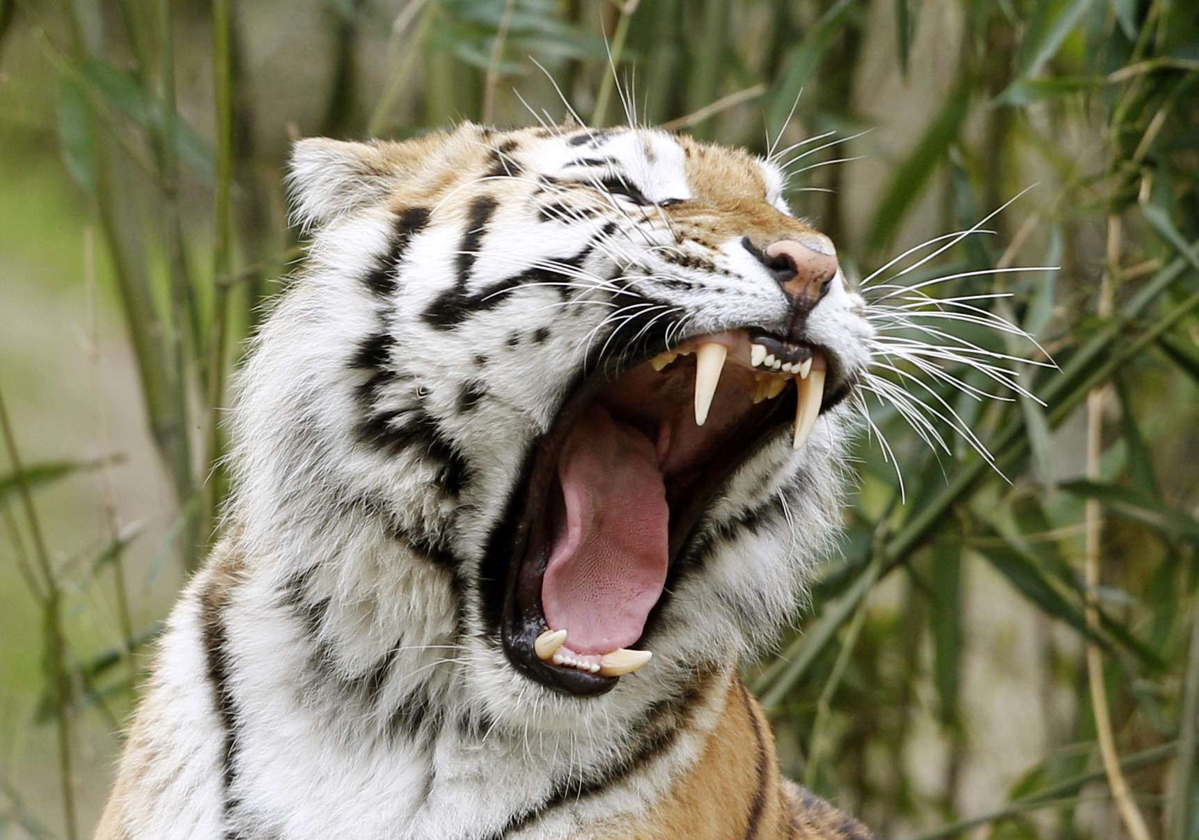 ▲印尼動物園裡的五頭老虎因糧食費被A走而瘦骨如柴。（圖／達志影像／美聯社／示意圖非當事之老虎）
