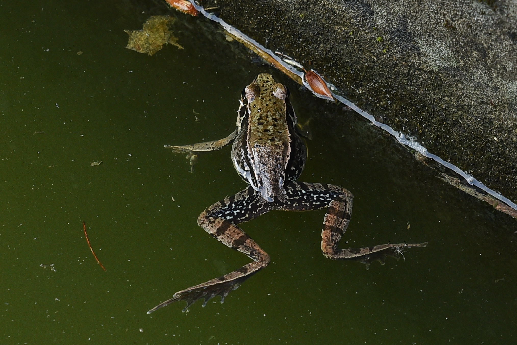 青蛙,自然生態。（圖／記者李毓康攝）