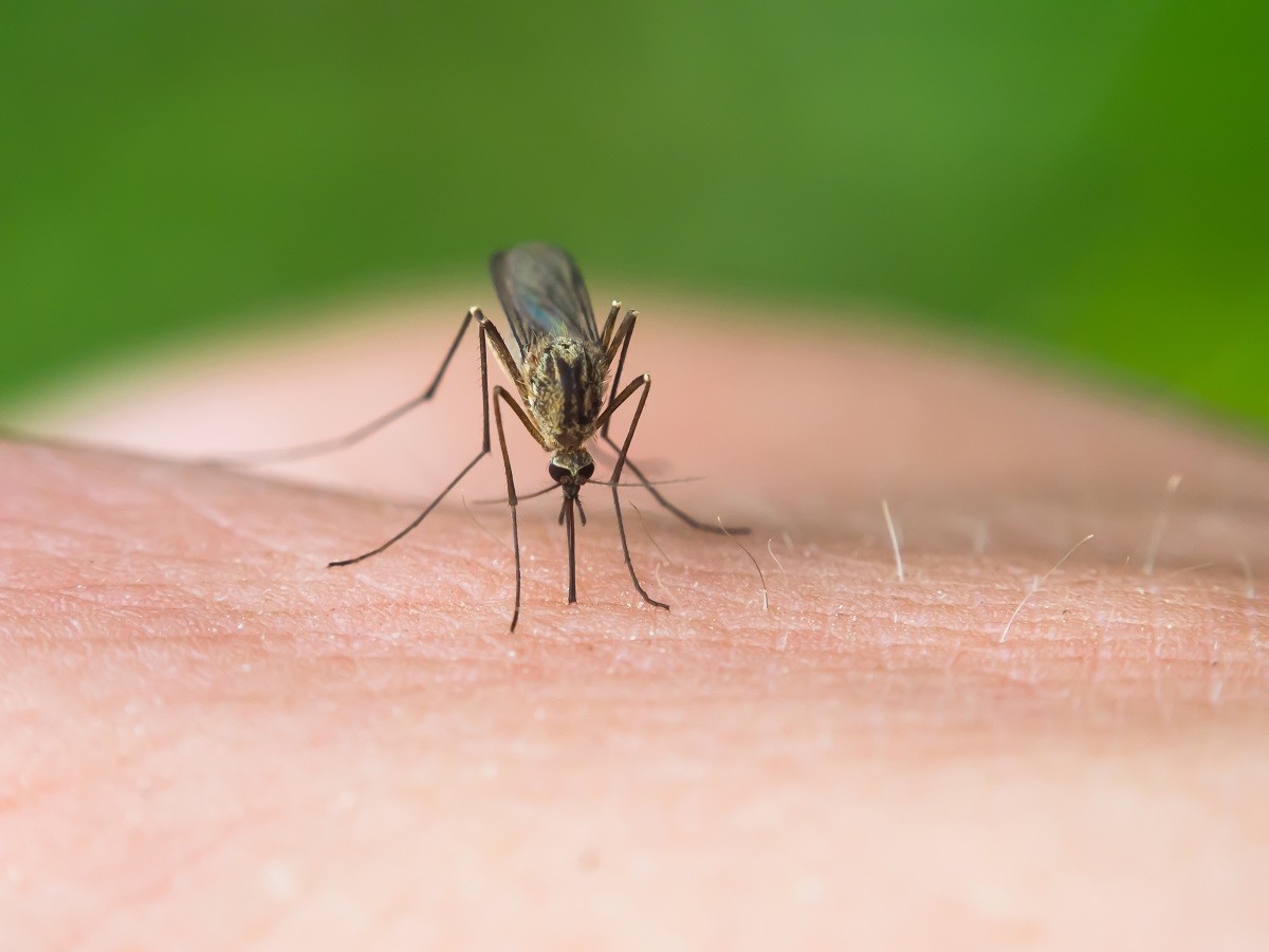 科学家要对蚊子进行改造