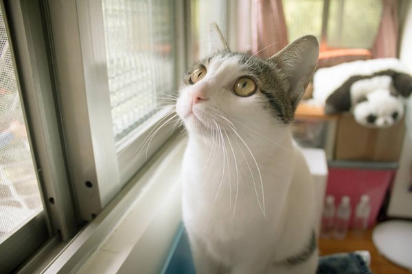 在領養寵物前，必須評估自身的經濟狀況及生活環境，不能只靠一時衝動。（圖／記者黃琬茹攝）