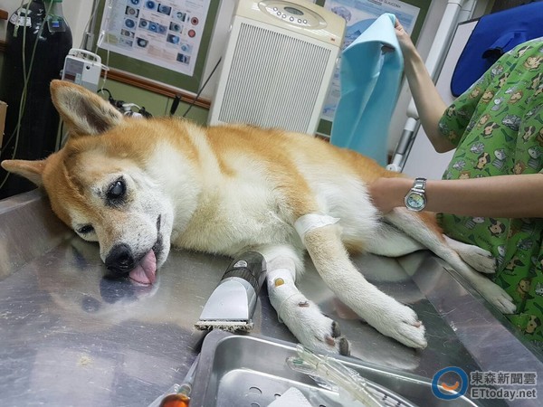 小燕 柴犬q將驚傳白內障 青光眼左眼被擠壓急開刀 Ettoday星光雲 Ettoday新聞雲