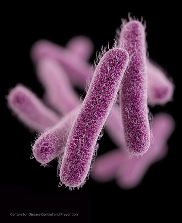 美國境內出現首例「無法被任何已知抗生素治癒」的「超級細菌」。圖為「志賀氏屬桿菌」 。（圖／達志影像／美聯社）