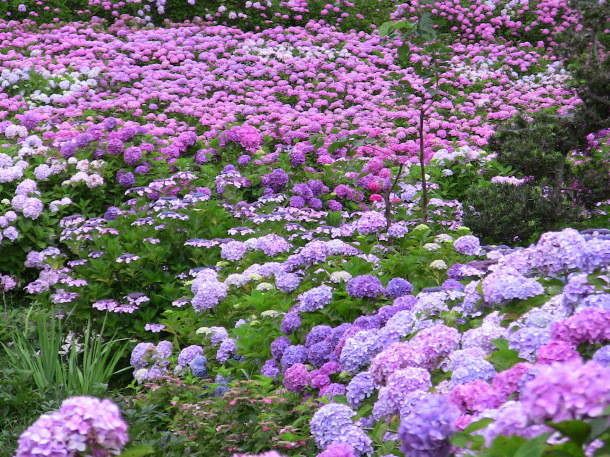 日本一個月限定的 繡球花園 萬朵紫陽花沿山坡綻放 Ettoday旅遊雲 Ettoday新聞雲