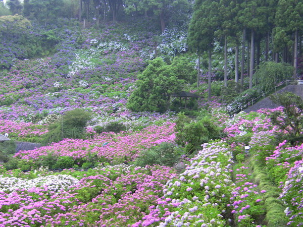 日本一個月限定的 繡球花園 萬朵紫陽花沿山坡綻放 Ettoday旅遊雲 Ettoday新聞雲