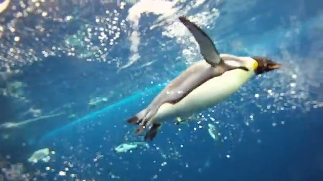 皇帝企鵝在陸上的溫吞和水裡的靈動，有如天差地別。(圖／取自YouTube)