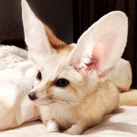 耳廓狐（圖／翻攝自Instagram）