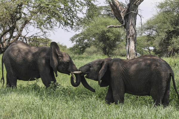 ▲非洲象目前已只剩下大約40萬隻。（圖／達志影像／美聯社/示意圖）