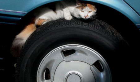高雄小貓躲車子底盤開40公里才發現、花30分鐘救出| ETtoday地方新聞| ETtoday新聞雲