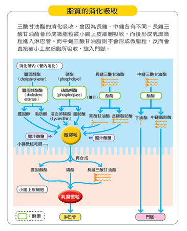 你知道嗎 這些關於 蛋白質 攝取的小祕密 Ettoday健康雲 Ettoday新聞雲