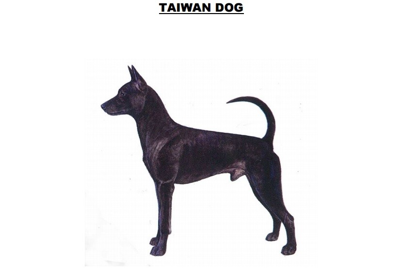台灣犬。（圖／翻攝自FCI）