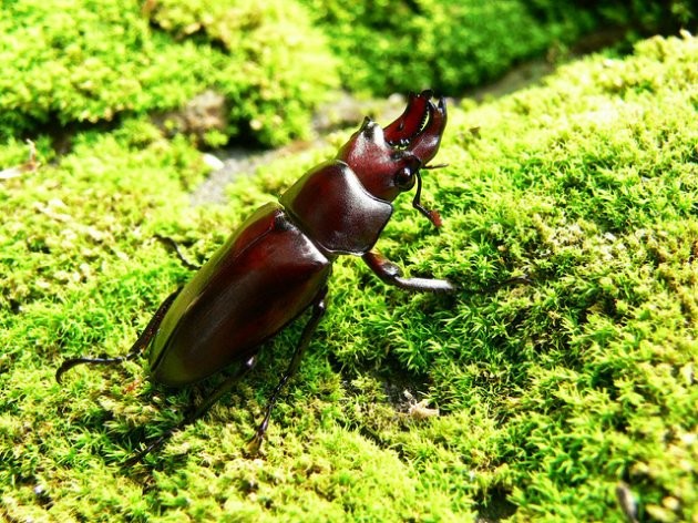 挖台灣鍬形蟲 特有亞種 在哪裡興大研究登國際期刊 Ettoday寵物雲 Ettoday新聞雲