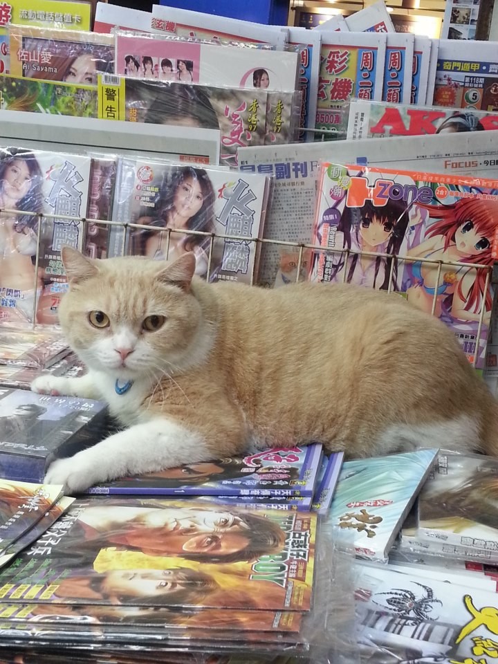 香港書報攤招牌店貓「奶油哥」，會幫主人抓老鼠，也會趴在雜誌堆上賣萌。（圖／尖東忌廉哥）