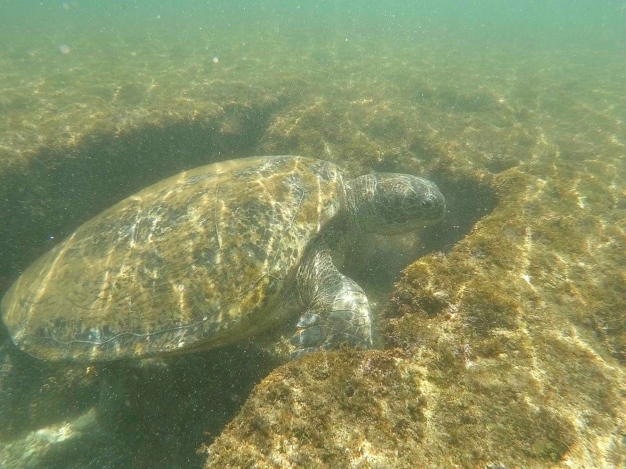 小琉球海龜（圖／記者游琁如攝）