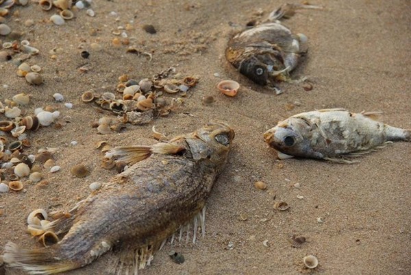 死魚報告出爐！台塑越南鋼廠毒水害魚群　鞠躬歉賠160億。（圖／翻攝越南青年報）