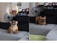 小時候殘酷虐待動物 專家 長大後多是守法好公民 Ettoday寵物雲 Ettoday新聞雲