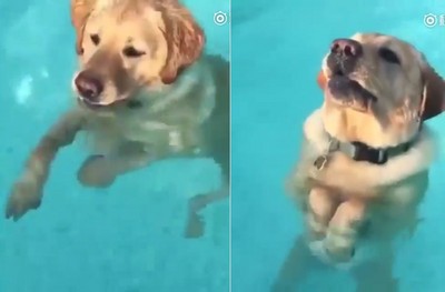 小時候殘酷虐待動物 專家 長大後多是守法好公民 Ettoday寵物雲 Ettoday新聞雲