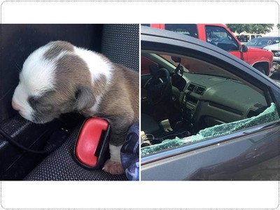 破車窗救幼犬，佛州怒警：「狗送收容所、人送拘留所」