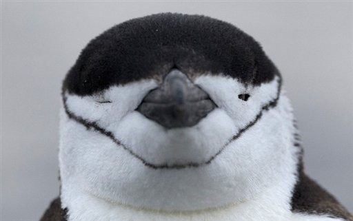 南極火山灰覆蓋近2分之1！百萬企鵝棲地面臨生存危機，圖為帽帶企鵝。（圖／達志影像／美聯社）