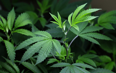 420是國際大麻日!起源5高中生的秘密代號 因樂團流傳全球