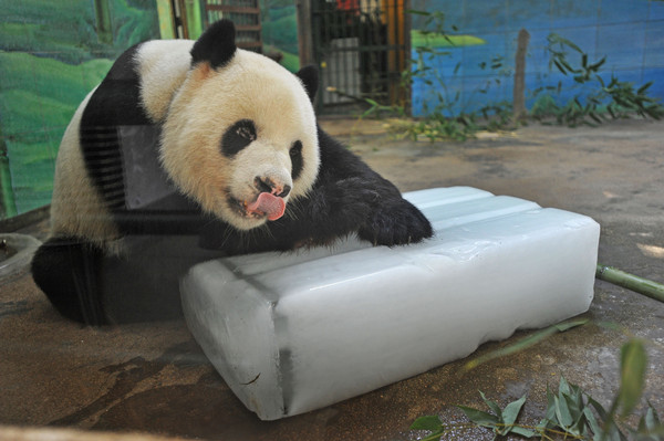 ▲連日高溫讓武漢動物園熊貓偉偉熱得直抱大冰塊不肯鬆手。（圖／CFP）