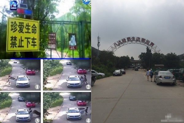 ▲▼北京八達嶺野生動物園老虎咬人案，園內有張貼告示警告遊客「不要下車」。（圖／翻攝微博，下同）