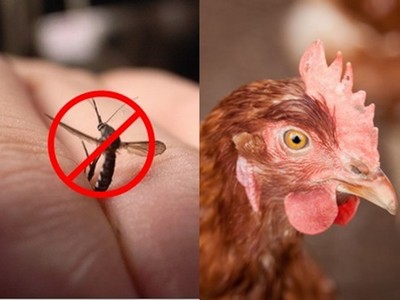 夏天蚊子太多怎麼辦？專家：養隻雞能驅蚊