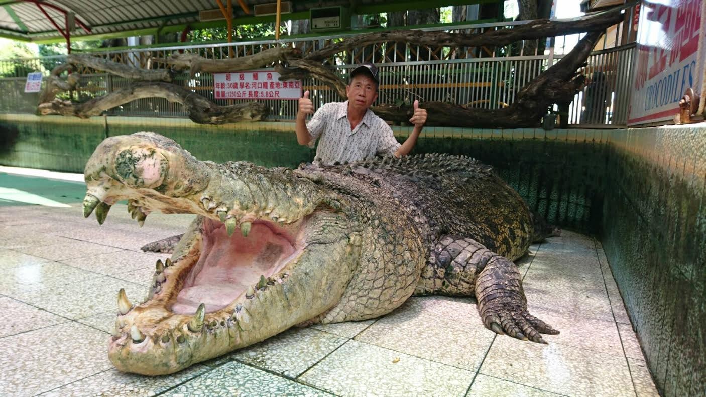 ▲鱷魚王小河即將離開台灣，前往中國大陸的廈門動物園。（圖／邱仁武授權提供。）