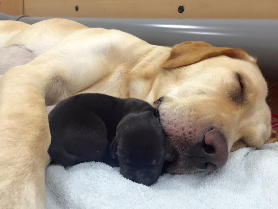 導盲犬,幼犬,惠光導盲犬學校（圖／惠光導盲犬教育基金會提供）