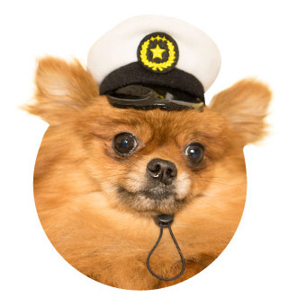 狗带警察帽子的图片图片