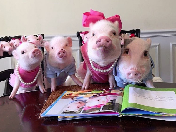 粉红小猪在看书(图/翻摄自prissy