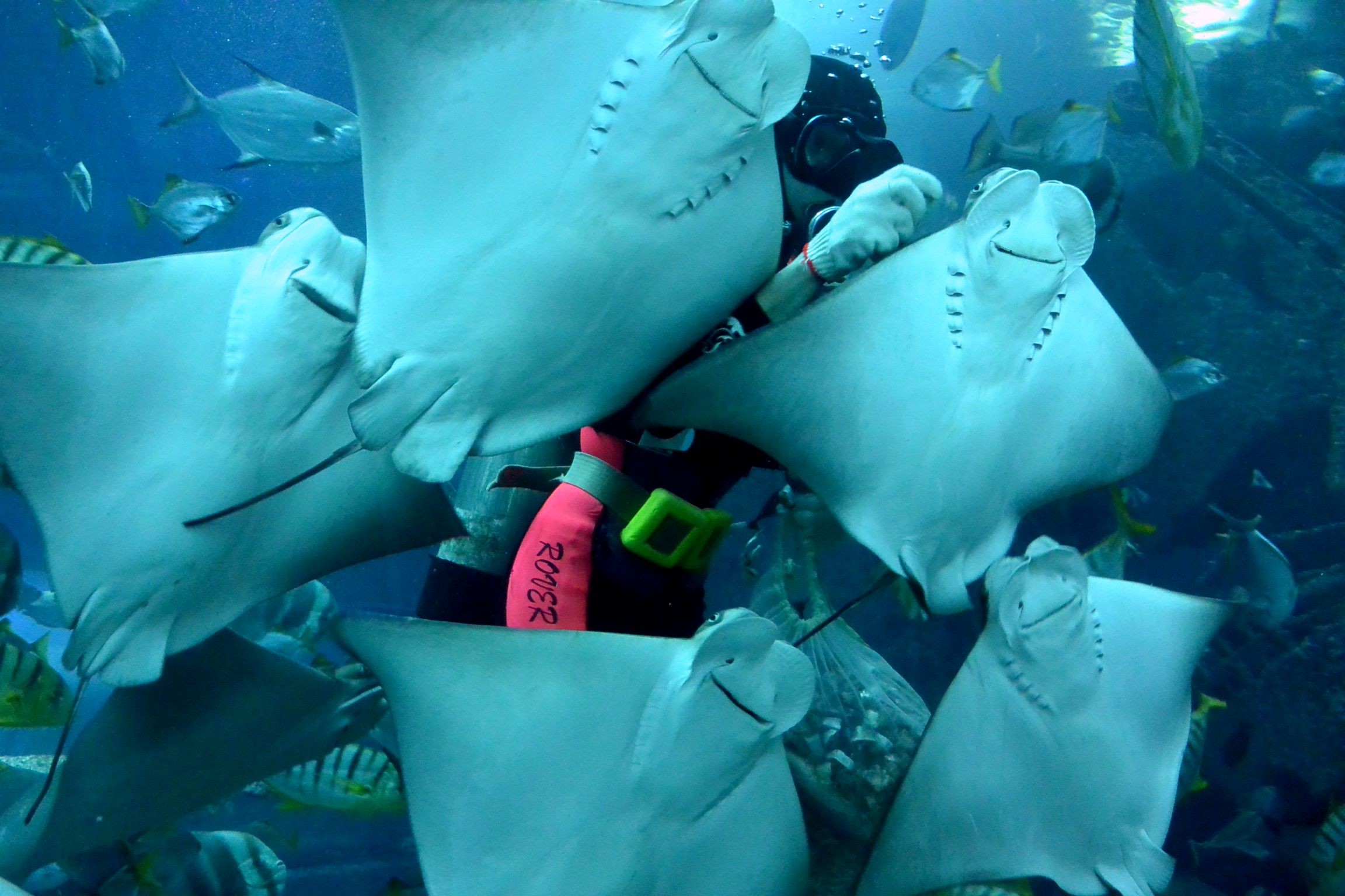 屏東海生館成群魟魚向遊客 微笑 畫面超萌變經典 Ettoday旅遊雲 Ettoday新聞雲