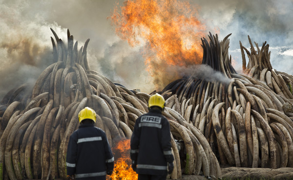 ▲肯亞焚燒象牙、犀角等野生動物製品，目的是要遏阻屠殺大象和犀牛的盜獵行徑。（圖／達志影像／美聯社）