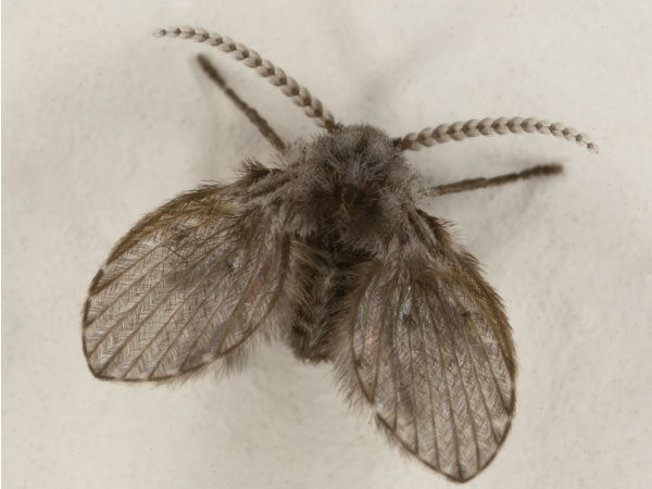 不少人常在廁所看到這種小飛蟲，牠名叫蛾蠓，專家建議看到時千萬別用手拍打，否則容易傳染疾病。（圖／翻攝自維基百科）