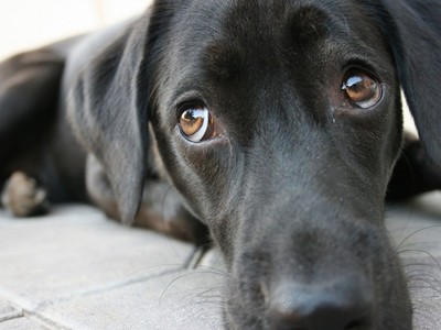 狗狗為什麼會一直看著你？5種「怪行為」其實超暖心