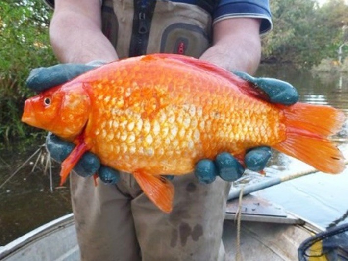 棄養金魚流放湖泊 變成 10倍大怪物 反撲無良人類 療心粿 鍵盤大檸檬 Ettoday新聞雲