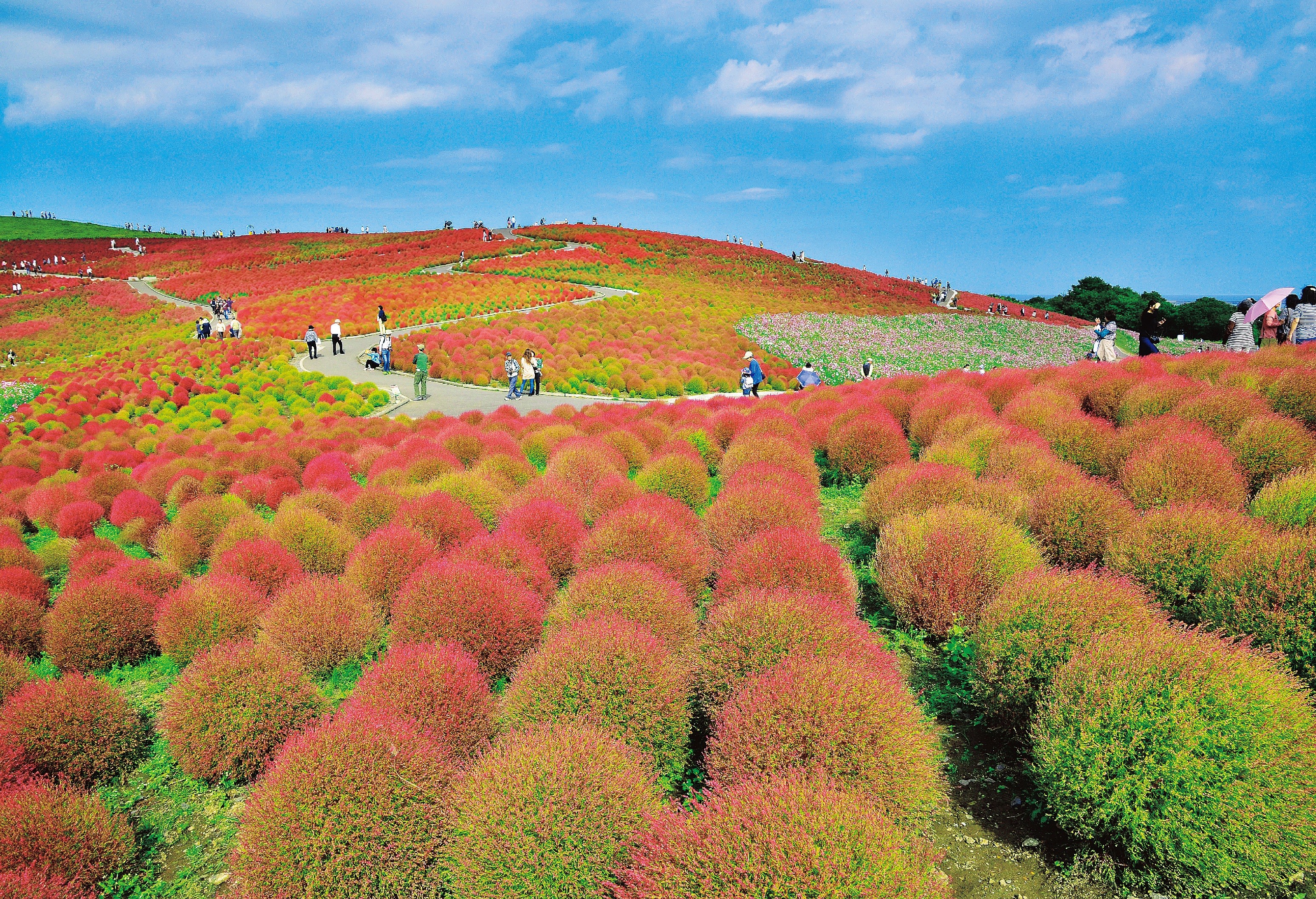 秋天時節最美 日本茨城掃帚草圓球花海從綠變紅 Ettoday旅遊雲 Ettoday新聞雲