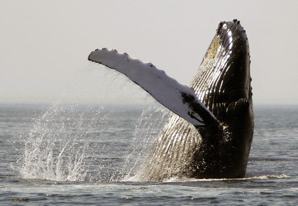 座頭鯨以獨特叫聲、以及超長前翅聞名於世。躍出水面時非常壯觀。（圖／達志影像／美聯社）