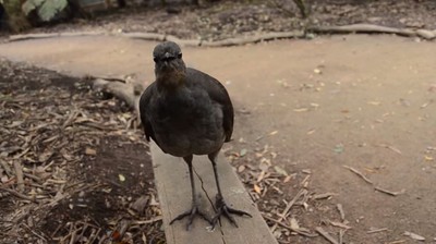 這隻鳥很會！電光音效口技鳥，一隻鳥叫出一場星際大戰