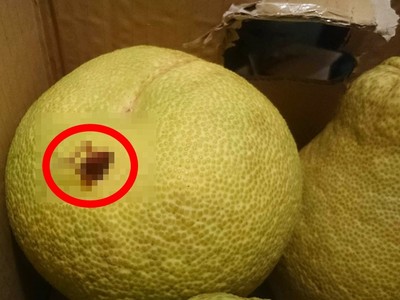 柚子禮盒驚見蟲蟲「卡住待救援」　網：誰敢救牠啊？！