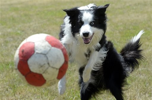 狗踢足球示意圖。(達志影像)