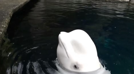 白鯨額隆超軟Q，上下左右彈晃像果凍。（圖／翻攝自Vancouver Aquarium粉專）