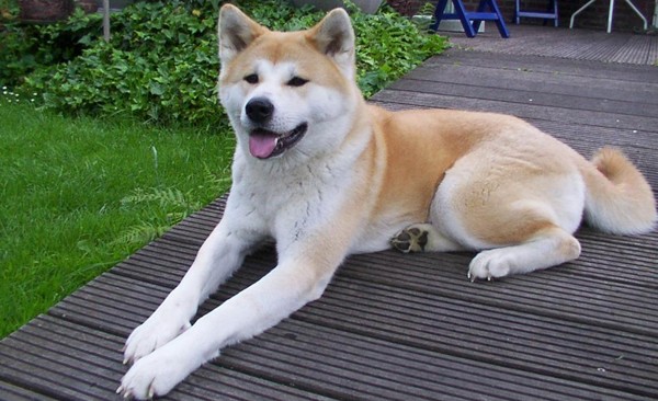 日本秋田犬。（圖／翻攝自維基百科，B@rt）