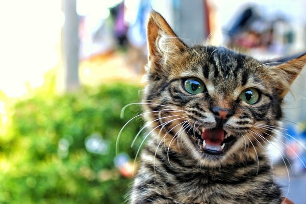 有些貓咪天生就愛和人類「抬槓」，貓奴說一句牠就一定要回一句。（圖／取自Librestock網路）
