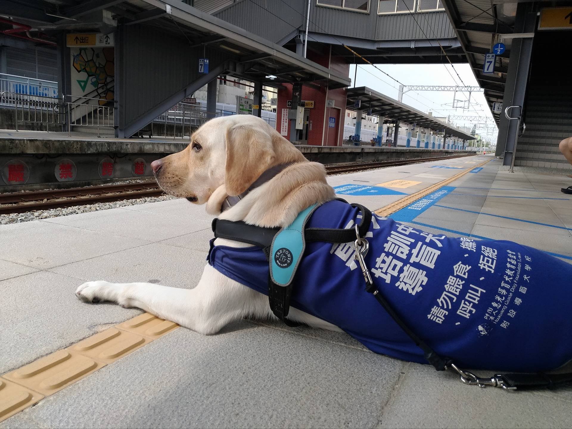 台鐵員工細心一路協助帶著導盲犬的旅客。（圖／Guide Dog - Star粉絲專頁提供，請勿隨意翻拍，以免侵權）