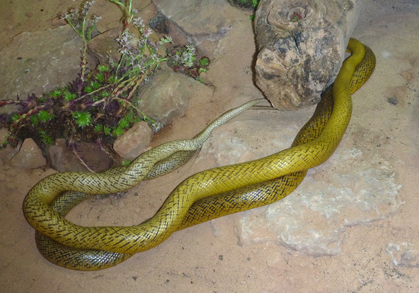 「陸地最毒毒蛇」太攀蛇（Coastal taipan snake，學名Oxyuranus Microlepidotus）。（圖／達志影像／美聯社）