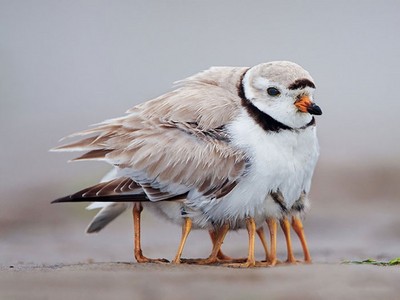 「大鳥帶小鳥」神奇萌照，原來媽媽可以長出很多腳！