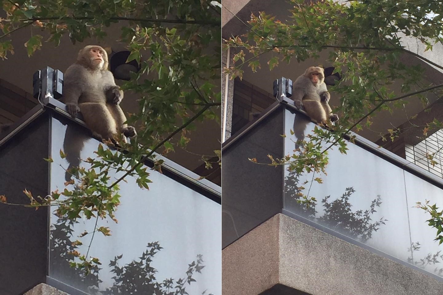 內湖猴子爬上陽台「望春風」　一臉平靜看著底下車來人往（圖／網友譚琳提供）